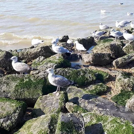 Near Belgian Coast With Sea View, Cleaning Included * Koksijde